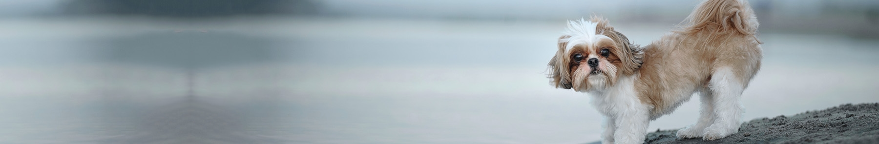 South Sacramento Pet Hospital South Sacramento Pet Hospital