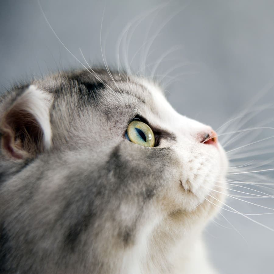 Veterinary Wellness Clinic of Columbia Generic Section Image Veterinary Wellness Clinic of Columbia Generic Section Image