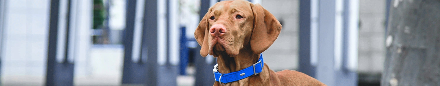 Veterinary Wellness Clinic of Columbia Hero Section Image Veterinary Wellness Clinic of Columbia Hero Section Image