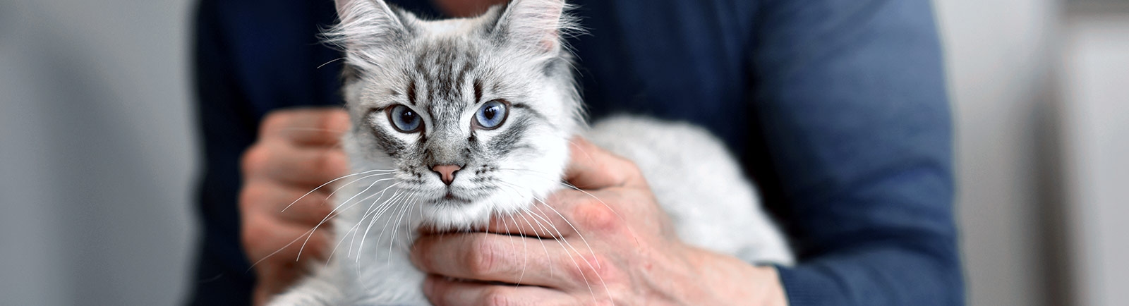 Animal Hospital in North Fort Myers Animal Hospital in North Fort Myers