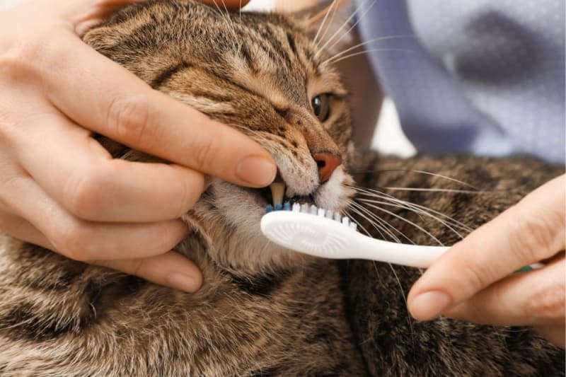 Gingivitis in Cats Gingivitis in Cats