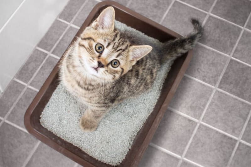 Diarrhea in Cats: Common Causes & When It's Serious Diarrhea in Cats: Common Causes & When It's Serious