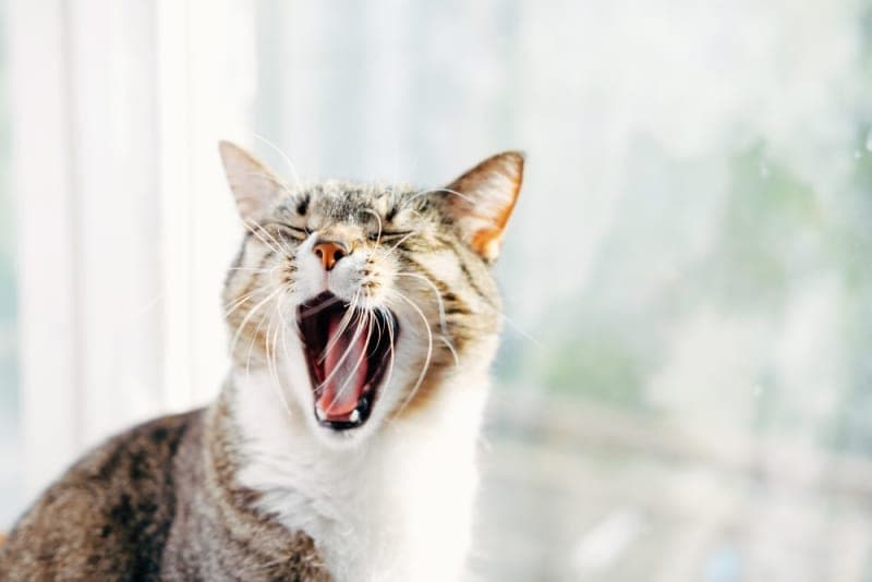 Why does my cat's breath smell so bad? Why does my cat's breath smell so bad?