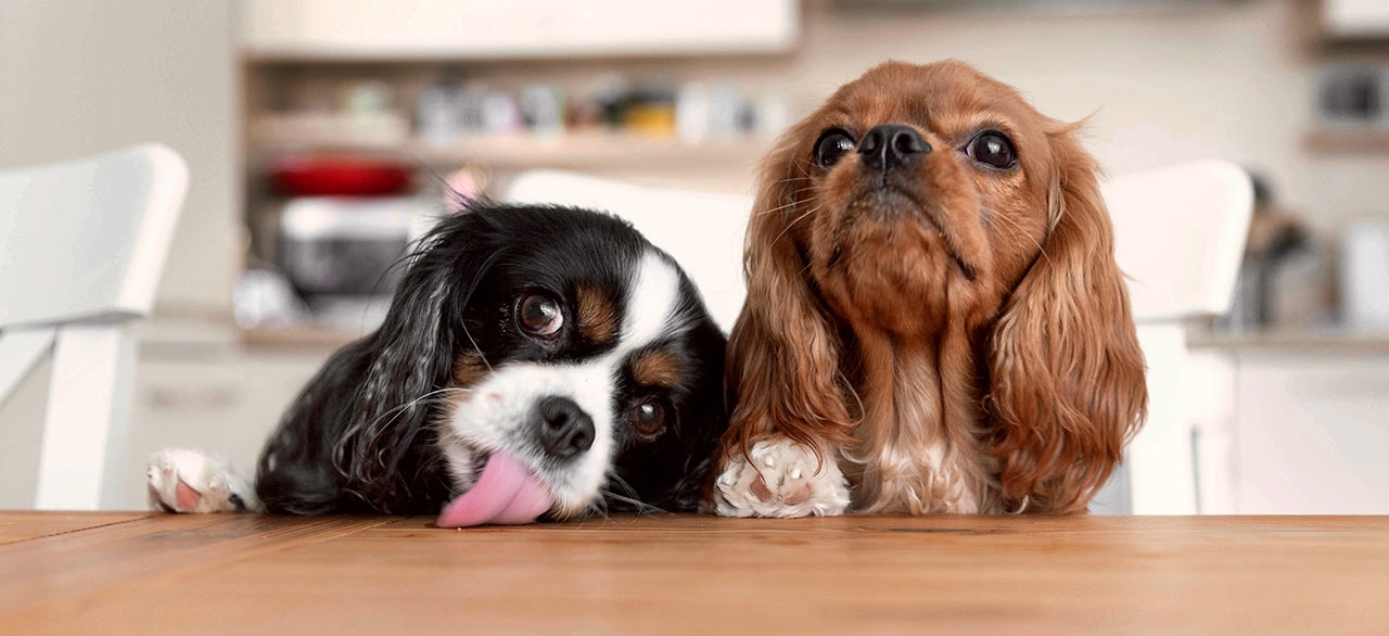 thomasville-veterinary-hospital-banner-3 thomasville-veterinary-hospital-banner-3