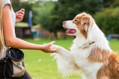 Dog Training Advice Dog Training Advice