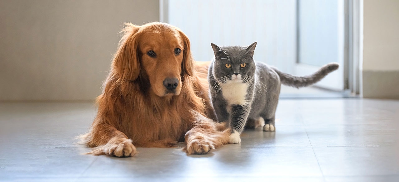 thomasville-veterinary-hospital-banner-3 thomasville-veterinary-hospital-banner-3