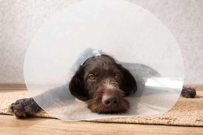 Dog Knee Surgery Dog Knee Surgery