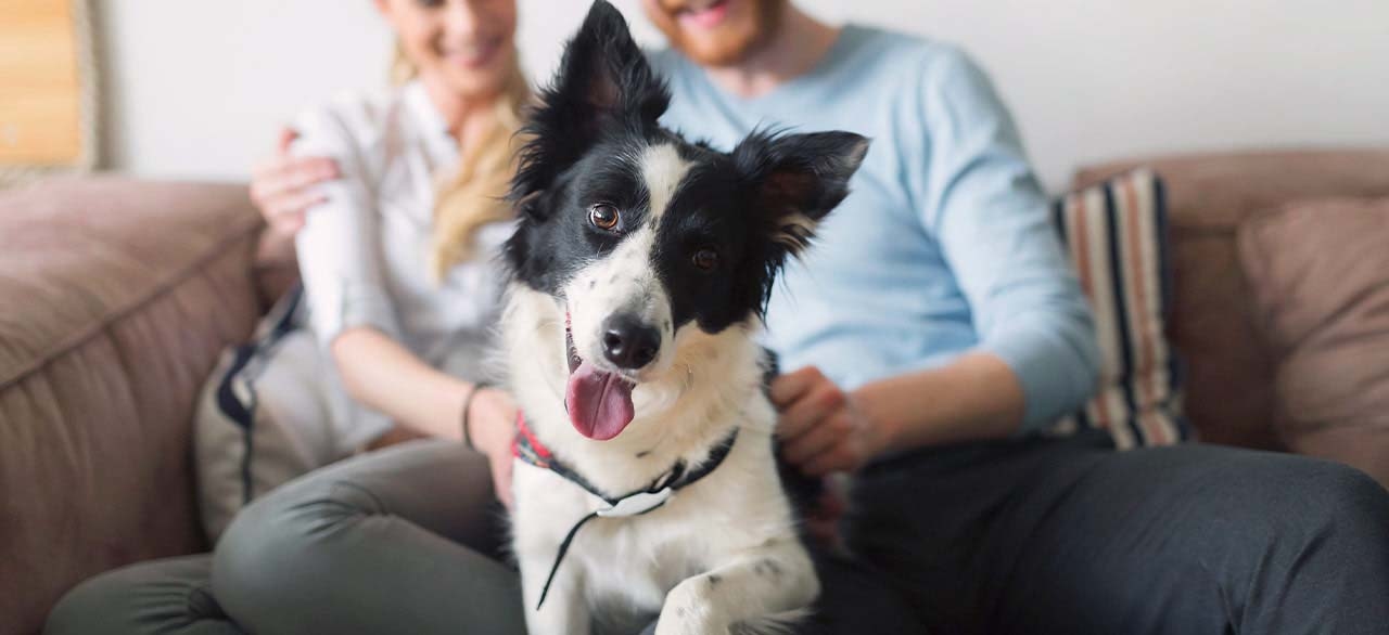 Cat and Cow Vet Clinic Cat and Cow Vet Clinic