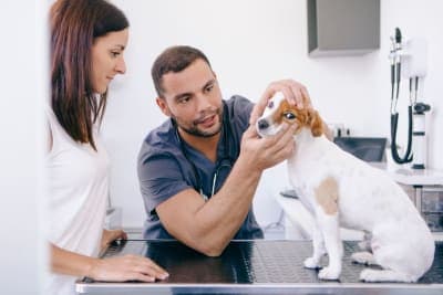 Broken Jaws in Dogs: Causes & Treatments Broken Jaws in Dogs: Causes & Treatments