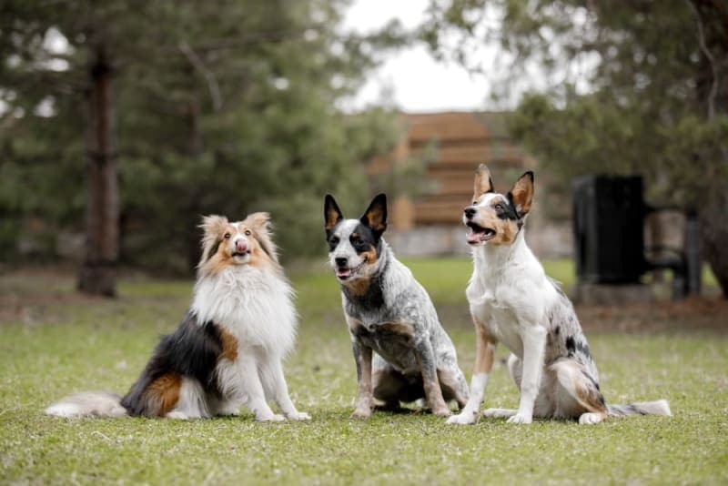 Best Guard Dogs For Protection & Family Best Guard Dogs For Protection & Family