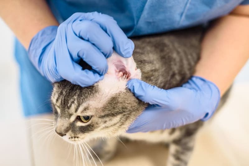 Ear Mites in Cats: Causes, Treatment & Prevention Ear Mites in Cats: Causes, Treatment & Prevention