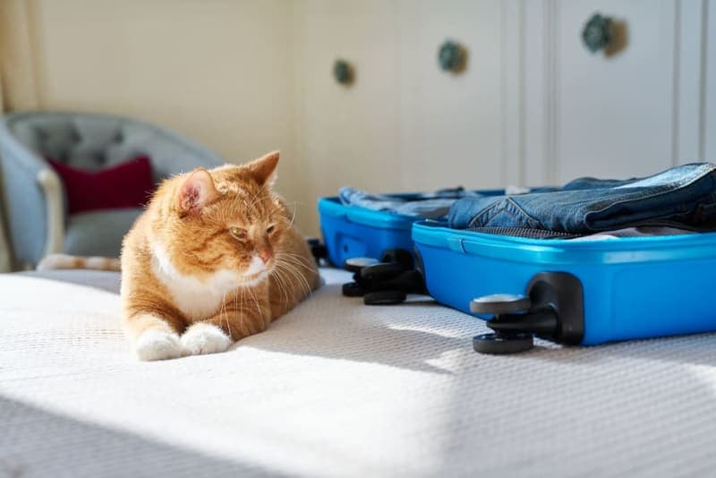 How to Travel With a Cat: Tips for a Low-Stress Trip How to Travel With a Cat: Tips for a Low-Stress Trip
