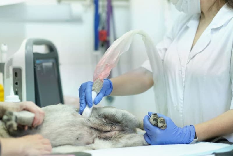 C-Sections for Dogs C-Sections for Dogs