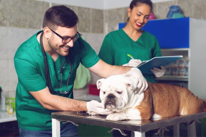The Importance of Regular Fecal Exams for Pets The Importance of Regular Fecal Exams for Pets