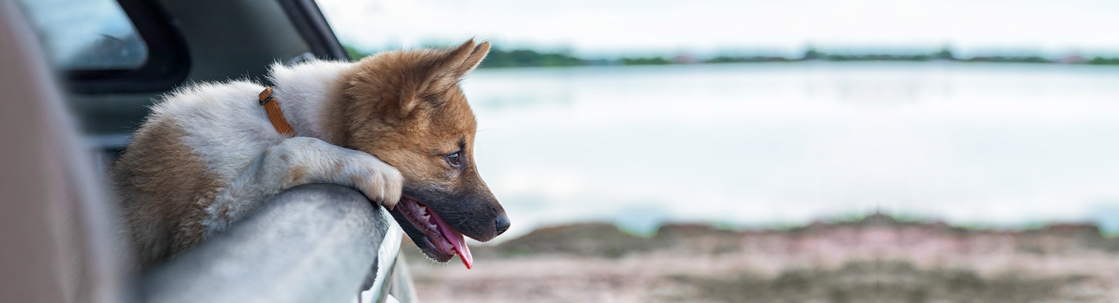 thomasville-veterinary-hospital-banner-3 thomasville-veterinary-hospital-banner-3