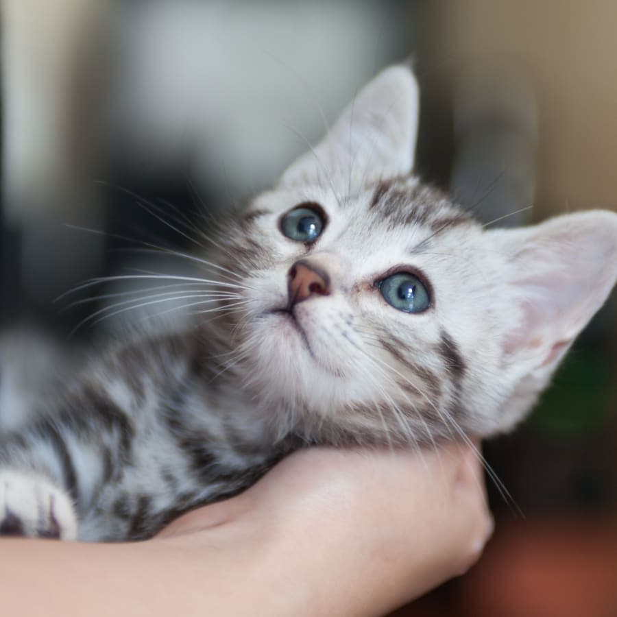 English Creek Veterinary Clinic Generic Section Image English Creek Veterinary Clinic Generic Section Image