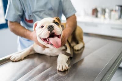 Understanding Blood Tests for Dogs Understanding Blood Tests for Dogs