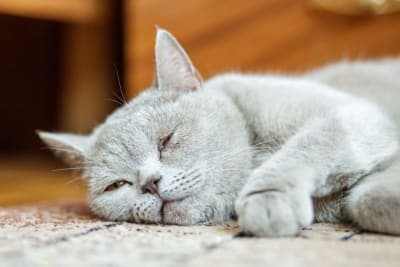 Pneumonia in Cats Pneumonia in Cats