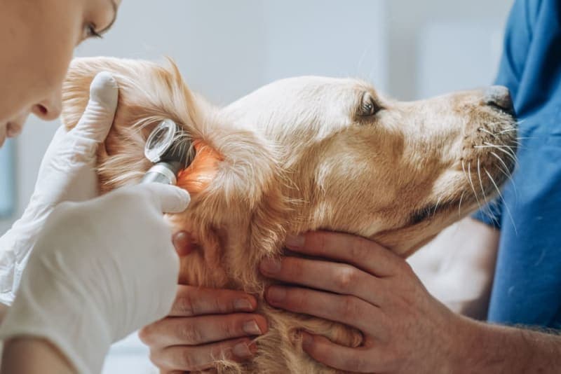 Bleeding Ears in Dogs: Causes & Treatment Bleeding Ears in Dogs: Causes & Treatment