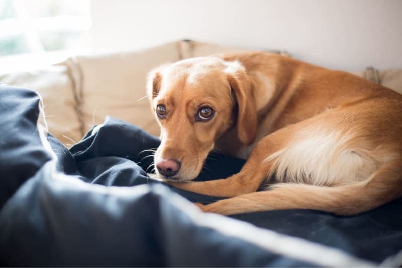 Chronic Pain Conditions in Dogs Chronic Pain Conditions in Dogs