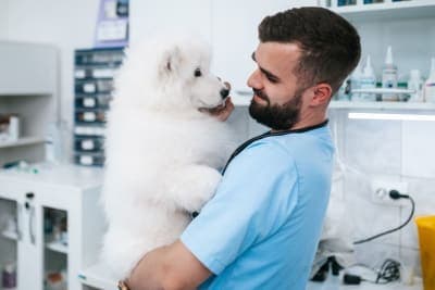 Puppy’s First Vet Visit: Checklist & What to Expect Puppy’s First Vet Visit: Checklist & What to Expect