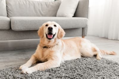 How To Treat Mold Allergies In Dogs How To Treat Mold Allergies In Dogs