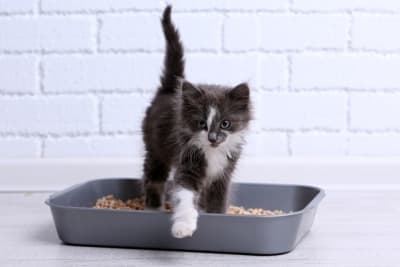 Cat Urinary Tract Infection Cat Urinary Tract Infection