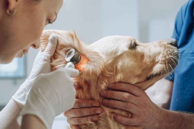 Ear Infections in Dogs Ear Infections in Dogs