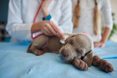 Puppy Vaccine Schedule: What Shots Puppies Need & When Puppy Vaccine Schedule: What Shots Puppies Need & When