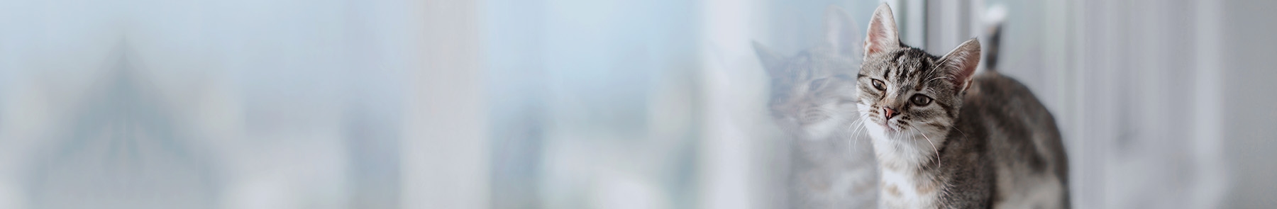 Brodheadsville Veterinary Clinic Brodheadsville Veterinary Clinic