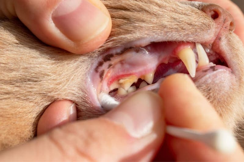 Gingivitis in Cats: Symptoms, Causes & Treatments Gingivitis in Cats: Symptoms, Causes & Treatments