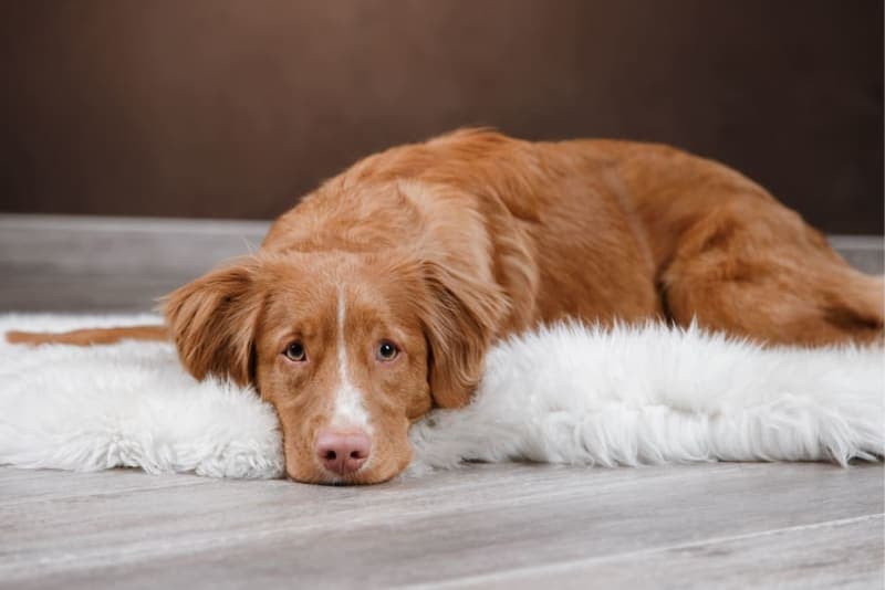 Osteoarthritis In Dogs Osteoarthritis In Dogs