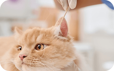 Coordinated With Your Pet's Care Coordinated With Your Pet's Care