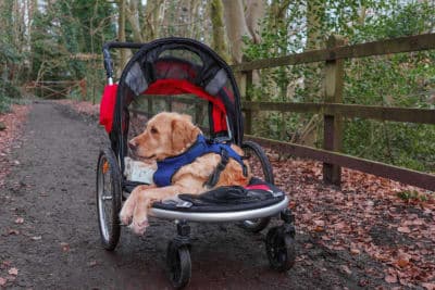 Tips on How To Strengthen Old Dogs Hind Legs Tips on How To Strengthen Old Dogs Hind Legs