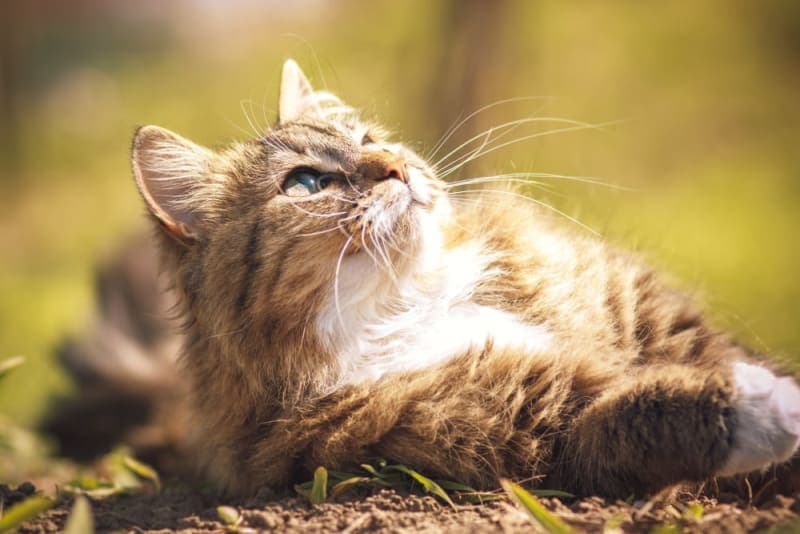 Basal Cell Tumor in Cats: Causes, Symptoms & Treatment Basal Cell Tumor in Cats: Causes, Symptoms & Treatment
