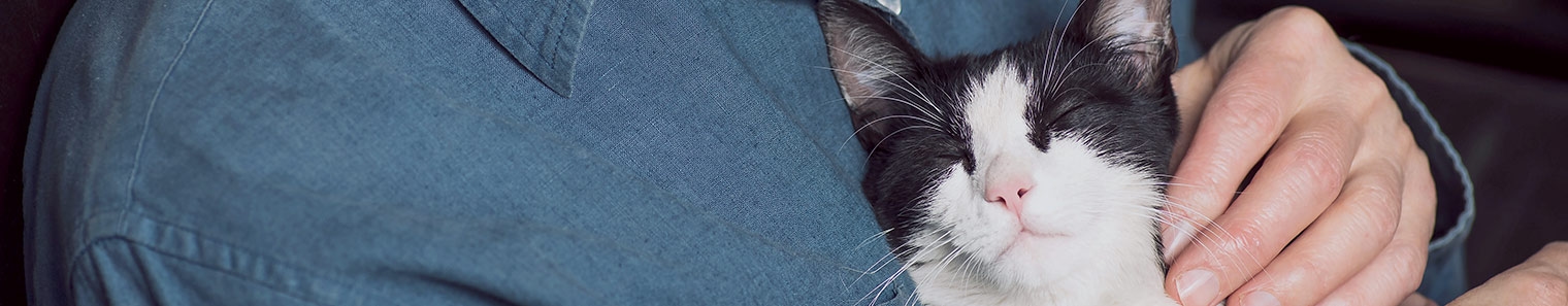 New England Animal Hospital New England Animal Hospital