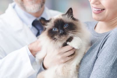 How Often Do You Take a Cat to the Vet? How Often Do You Take a Cat to the Vet?