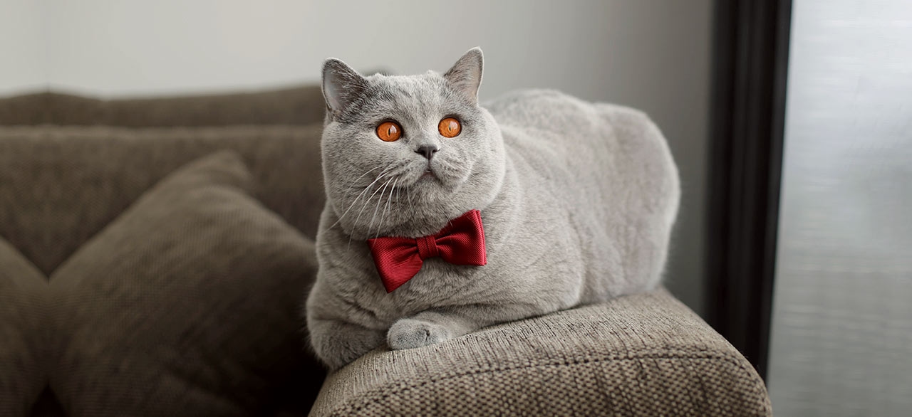 thomasville-veterinary-hospital-banner-3 thomasville-veterinary-hospital-banner-3