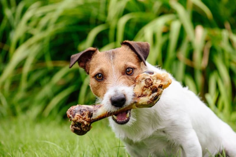 Can dogs eat bones? Can dogs eat bones?