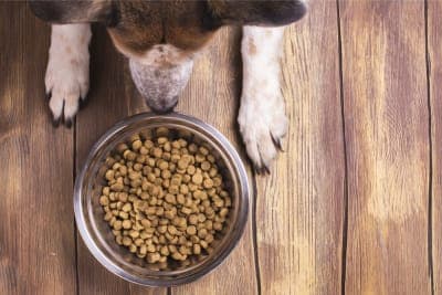 The Best Dry Dog Food for Small Dogs The Best Dry Dog Food for Small Dogs