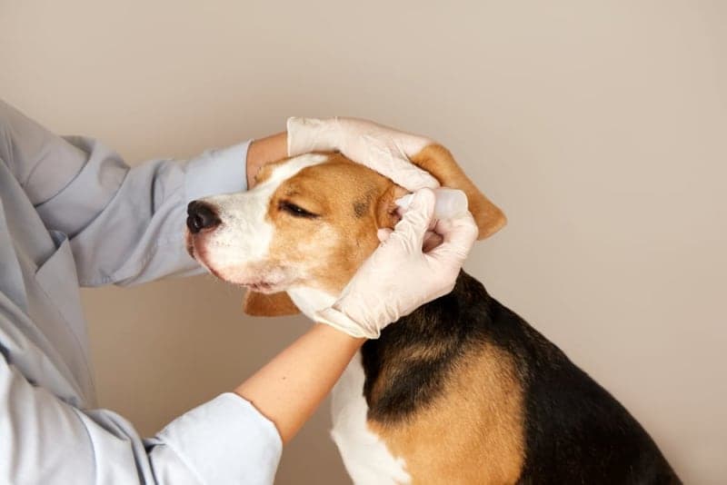 Treating & Preventing Yeast Infections in Your Dog's Ears Treating & Preventing Yeast Infections in Your Dog's Ears