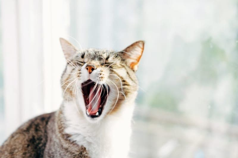 Why Does My Cat's Breath Smell Bad? Why Does My Cat's Breath Smell Bad?