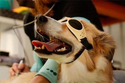 Benefits of Cold Laser Therapy for Dogs Benefits of Cold Laser Therapy for Dogs