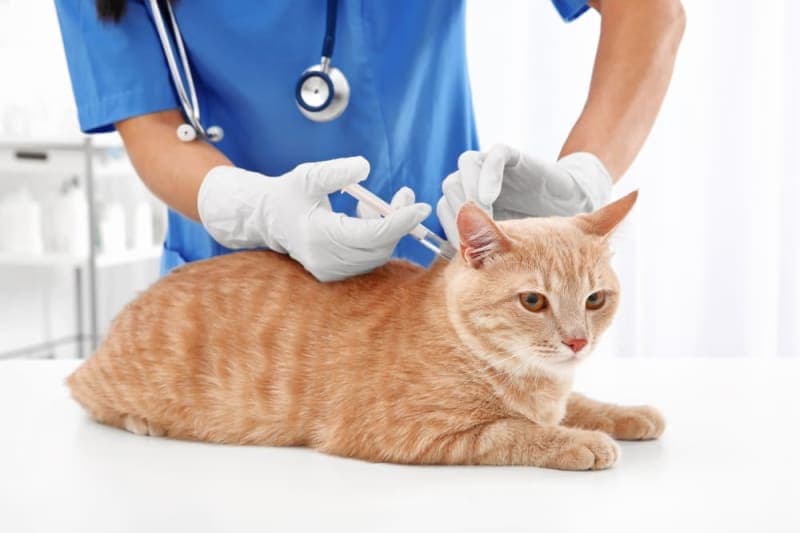 Cat Blood Test Results, Explained Cat Blood Test Results, Explained