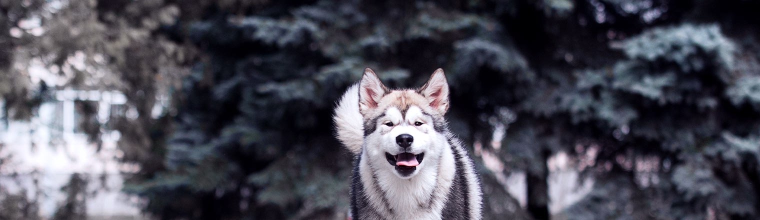 thomasville-veterinary-hospital-banner-3 thomasville-veterinary-hospital-banner-3