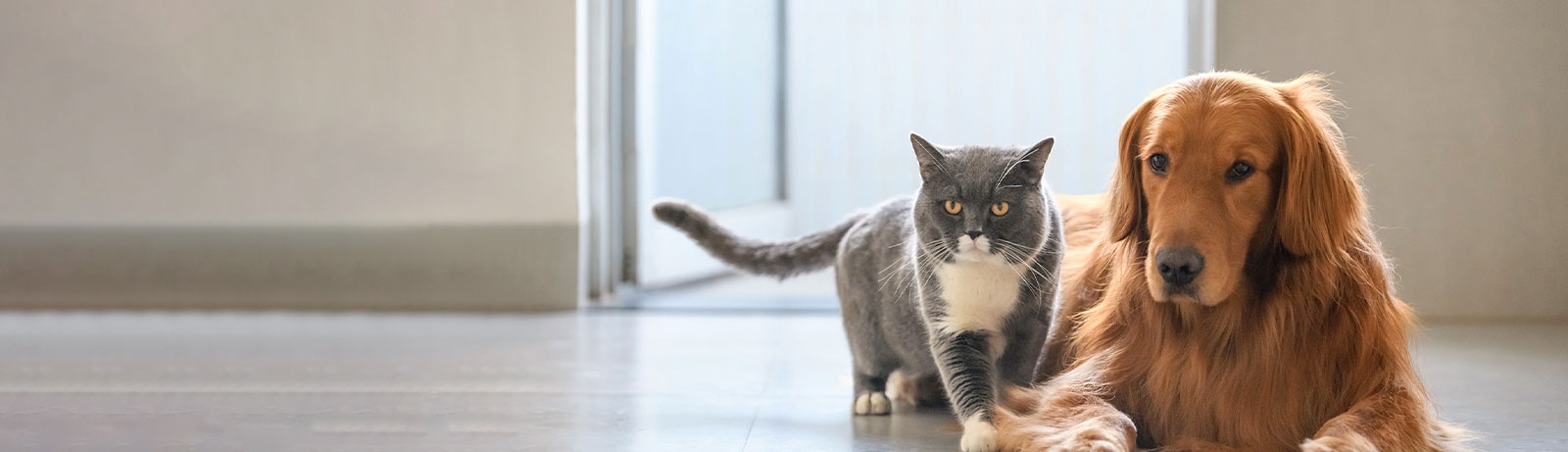 thomasville-veterinary-hospital-banner-3 thomasville-veterinary-hospital-banner-3