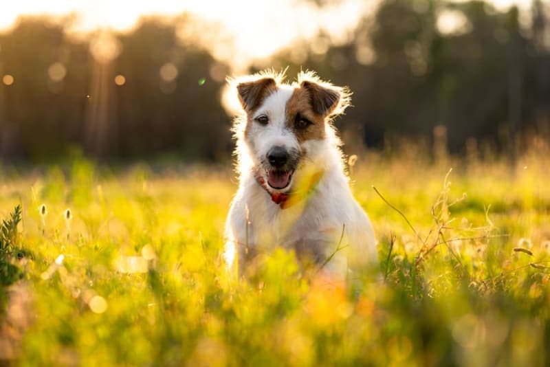 Heatstroke in Dogs Heatstroke in Dogs