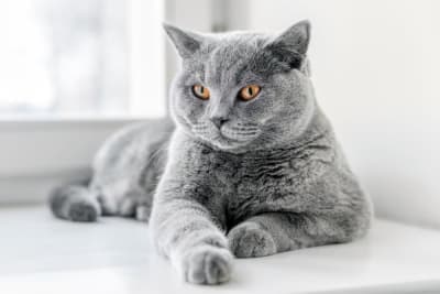 How Long Can You Leave a Cat Alone? How Long Can You Leave a Cat Alone?