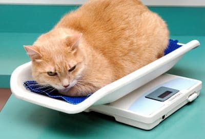 How can I tell if my cat is overweight? How can I tell if my cat is overweight?