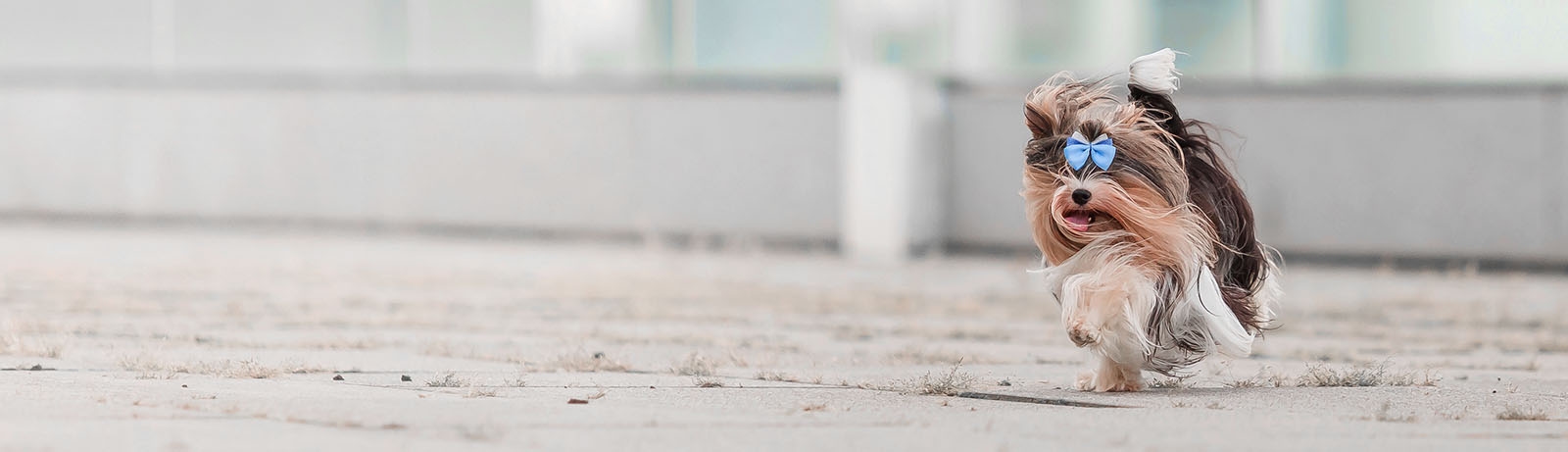 Houston County Animal Hospital Houston County Animal Hospital